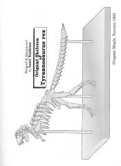 Issei Yoshino - Origami Skeleton of Tyrannosarus rex by origamiml.blogspot.com.pdf